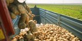 Azerbaijan revels revenues from potato export