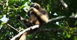 Centre allows oil, gas exploration near Assam’s Hollongapar Gibbon Sanctuary