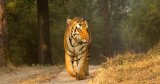 For children: How human encroachment has forced tigers to become resilient and instinctive