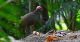 How ornithologists Ravi Sankaran and K Sivakumar studied the rare Nicobar Megapode