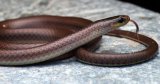 An Instagram photo, three years of research: How ‘DiCaprio’s Himalayan snake’ was identified