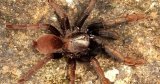 Four new tarantula species identified in Western Ghats