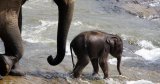 For children: Elephant calf Maula Bux is captured by humans and sold into hard labour