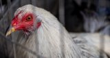 Avian flu isn’t ‘one mutation away’ from becoming the next pandemic – yet