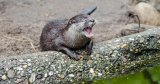 World’s smallest otter discovered in Nepal after years of speculation