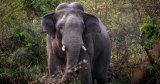 How an agricultural shift helped a Nepal village keep migrating wild elephants at bay