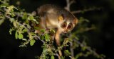 Sand mining, brick kilns threaten India’s first sanctuary for slender loris in Tamil Nadu