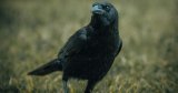 Short story: A lonely crow at night could be a dear departed friend