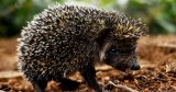 The elusive bare-bellied hedgehog needs a headcount