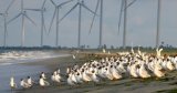 Why Sri Lankan activists opposed Adani wind energy project in Mannar