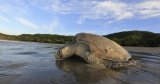 Over 500 dead Olive Ridley turtles wash ashore in Tamil Nadu: Report