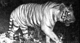 In a 1st, tiger wandered off from Palamu Tiger Reserve, to be brought back to mother territory