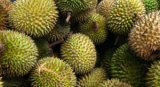 PH makes first frozen durian shipment to China