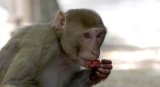 Class 10 student in Bihar dies after being pushed off roof by monkeys