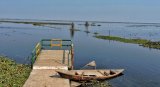 Climate impact: How delayed winters are driving migratory birds away from Punjab’s wetlands