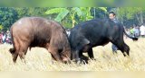 Gauhati High Court bans cruel buffalo and bulbul fights