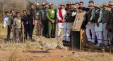 More cheetah cubs released in wild at Kuno