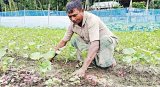 Rain damages vegetables on vast land