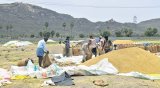 As millers complain, expert panel set up to study poor yield of key paddy variety