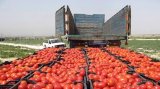 Iran’s agricultural exports up by 28% in 7 months: IRICA