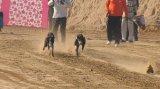 Punjab shuts down illegal greyhound races, dog fights; PETA calls for tougher laws