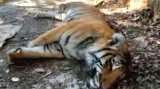 Uttarakhand forest department on alert; Suspected tiger poaching raises concerns