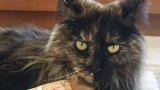 Cat from New Zealand flies there and back again after being left on a plane in Australia