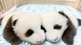 Hong Kong public may get to see panda cubs in February, Ocean Park boss says