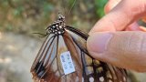 Rare butterfly flies 3,000km from Japan to Hong Kong in migratory record