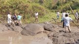 Elephant trapped in mud rescued after 22 hours