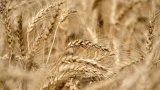 Global wheat prices seen under pressure on record output