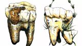 Early ancestor diet revealed: Australopithecus relied on plants, not meat