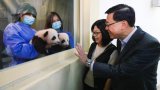 Hong Kong’s twin panda cubs to meet public on February 16, John Lee says