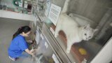 Travel-loving Hongkongers losing interest in pets, animal charity says