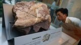 How will the discovery of dinosaur fossils affect Hong Kong? Experts share expectations