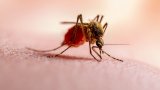 Chinese scientists use dengue fever virus to build safer gene-editing system