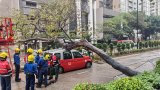 10-metre tree falls onto 3 vehicles on busy Hong Kong road, disrupting traffic for 3 hours