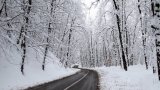 VIDEO: Mazandaran's Dalkhani Jungle in snow