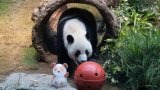 Hong Kong sticks with names An An and Ke Ke for Beijing-gifted pandas