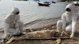 Number of marine animal strandings in Hong Kong in January at 20-year high