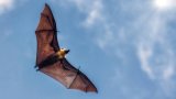 Deadly disease outbreak in East Africa traced to bat cave