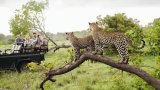 South Africa sees steady tourism growth