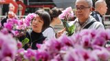 Hong Kong florists eye blossoming business with longer Lunar New Year market