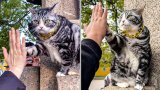 China temple ‘high-5 cat’ raises paw to greet visitors, draws crowds seeking luck