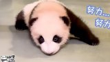 Panda Watch: twin cubs start crawling ahead of first Christmas at Hong Kong’s Ocean Park