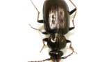 This small ground beetle is rekindling debate on Darwin’s theory of evolution