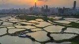 Consultant lays out vision for wetland park creation in Hong Kong’s Northern Metropolis