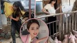 China flight attendant quits job, becomes pig farmer, earns US$28,000 in 2 months