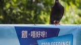 Hong Kong police arrest man, 89, for allegedly killing pigeon by throwing stone