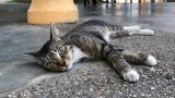 Malaysians outraged over suspected serial cat killer after ‘mutilated’ feline found